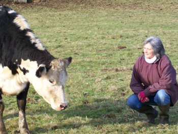 Gail and one of the suckler cows Gail and one of the suckler cows