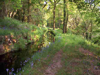 Leat carrying water from the West Webburn Leat carrying water from the West Webburn